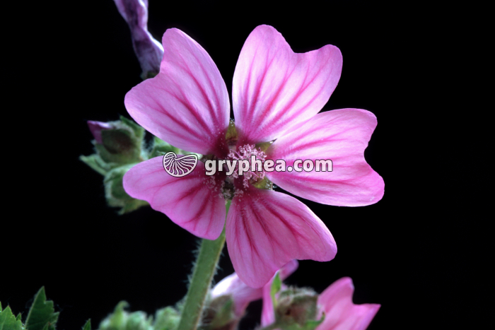 Mauve (Malva sylvestris) - fleur - gryphea.com